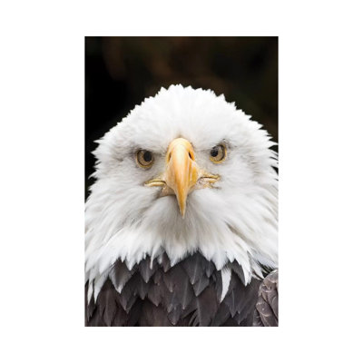 " Regal Eagle " by David Gardiner