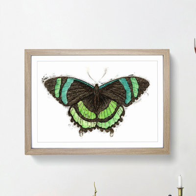 Orontes Butterfly by George Shaw - Framed Print