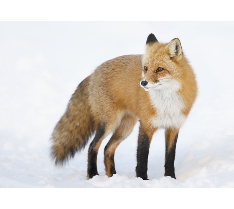 Renard roux debout dans la neige en hiver; Montréal, Québec, Canada, reproduction d'affiche (18 x 13)