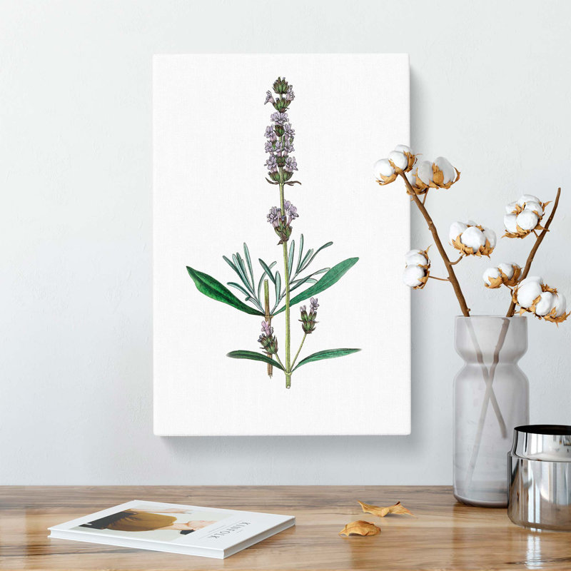 Lavender Illustration - Wrapped Canvas Painting, 76cm H x 50cm W x 3cm D