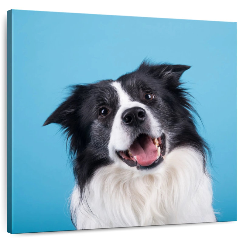 Crowle Happy Border Collie, H 36 po x l 36 po