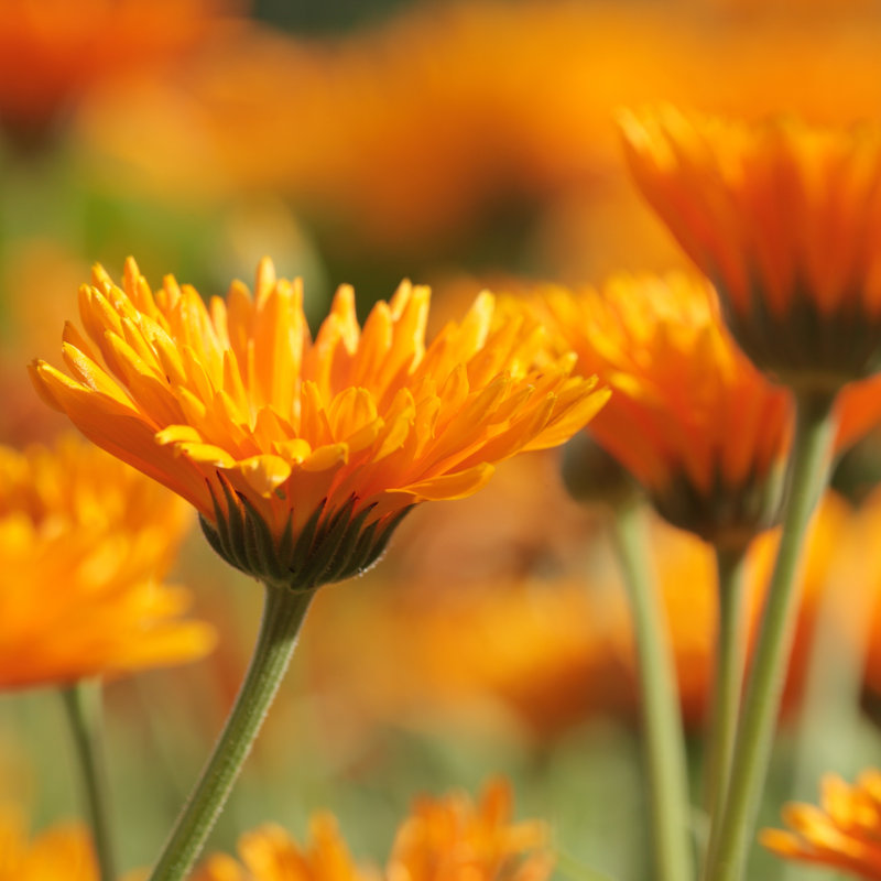 Marigold by Mkucova, 20" H x 20" W