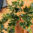Fabric Ivy Arrangement
