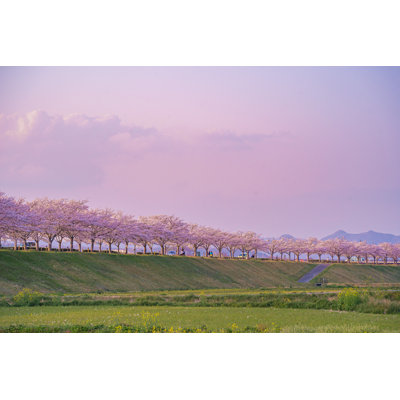 Cherry Blossom - Wrapped Canvas Print