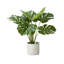 Plante en pot 21 "Evergreen-1974458980