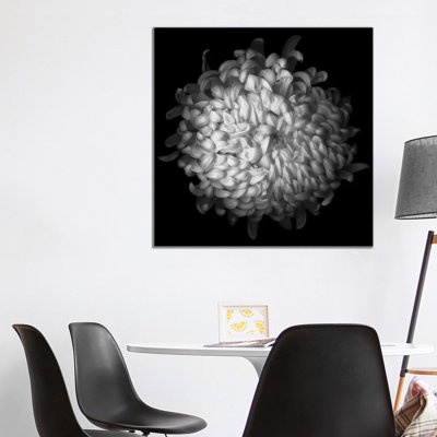 Yellow Chrysanthemum I, B&W 1 Piece Wrapped Canvas Wall Art