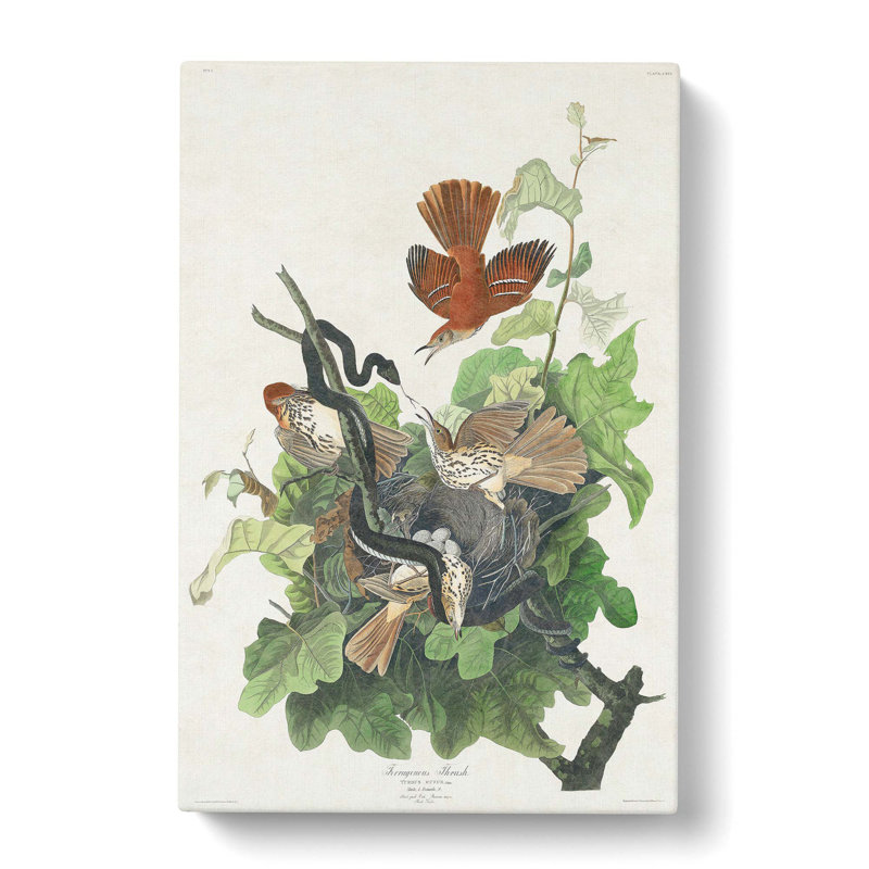 Snake Attacking Thrush Birds by John Audubon - Wrapped Canvas, 60cm H x 40cm W x 3cm D