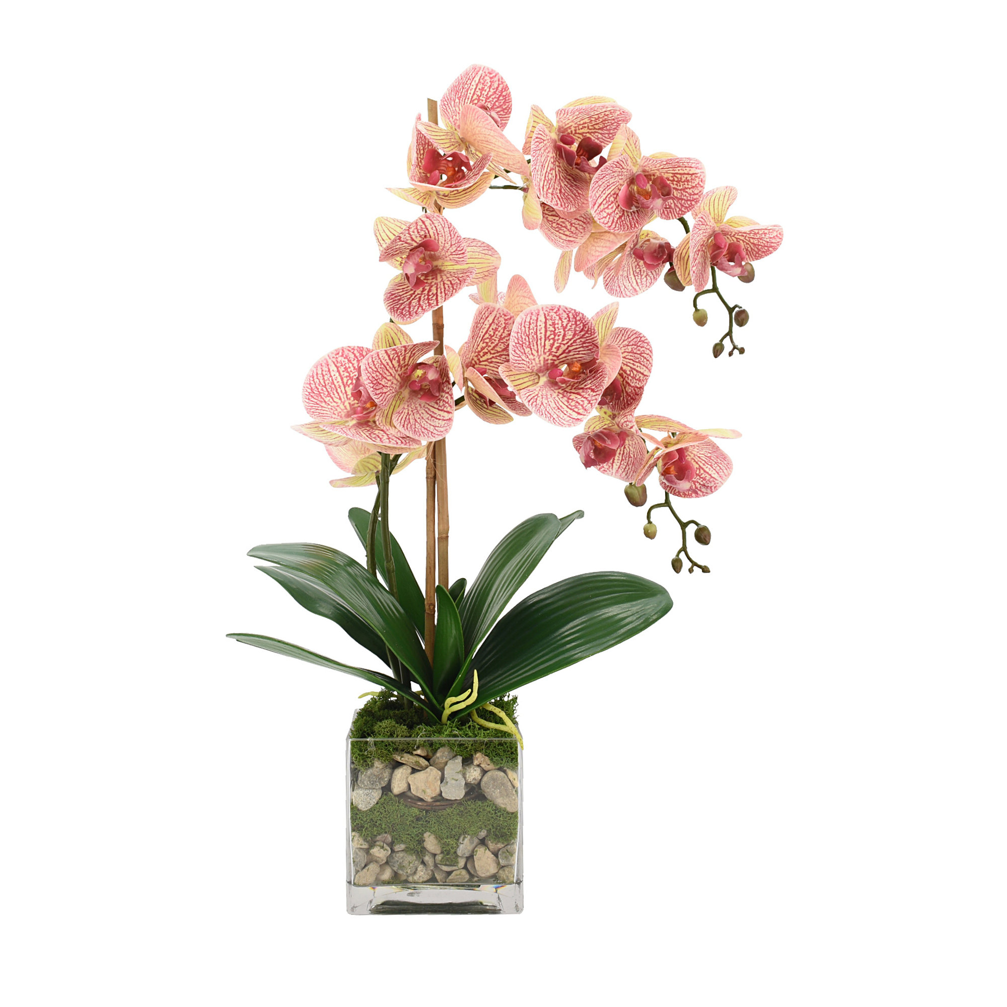 Primrue Orchid Floral Arrangement in Pot | Wayfair