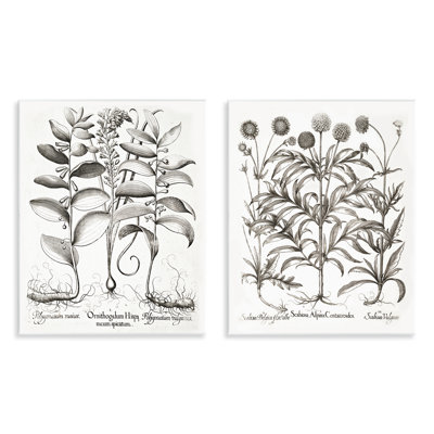 Botanical Root & Plant Studies 2pc Wall Plaque Set, design by Lettered and Lined