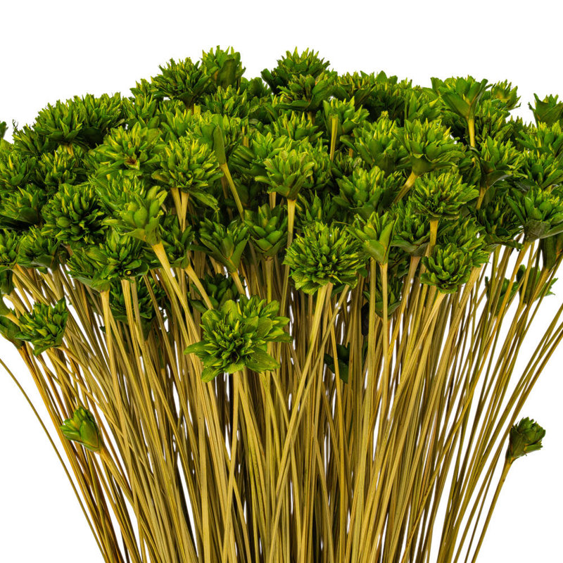 Bouquet de fleurs de basilic séché 14 po 14 po, 16 oz. Il s'agit d'un produit naturel. Les dimensions et la couleur peuvent varier d'une plante à l'autre.