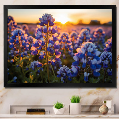 " Blue Bonnets Field Photo V "