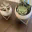 Customer photo 2 of 2