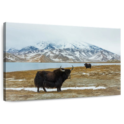 Yaks près de Muztagh Ata