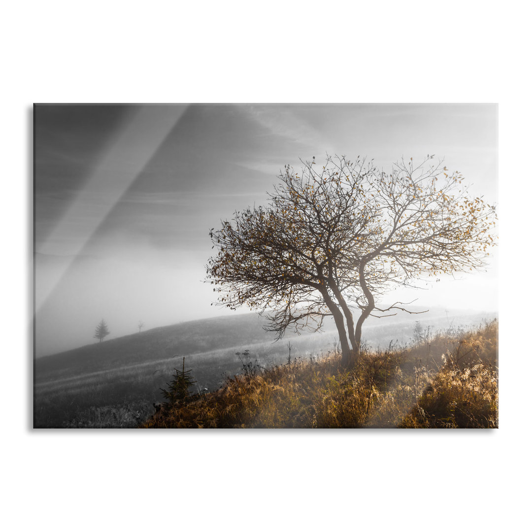 Glasbild Einsamer Baum auf Berg