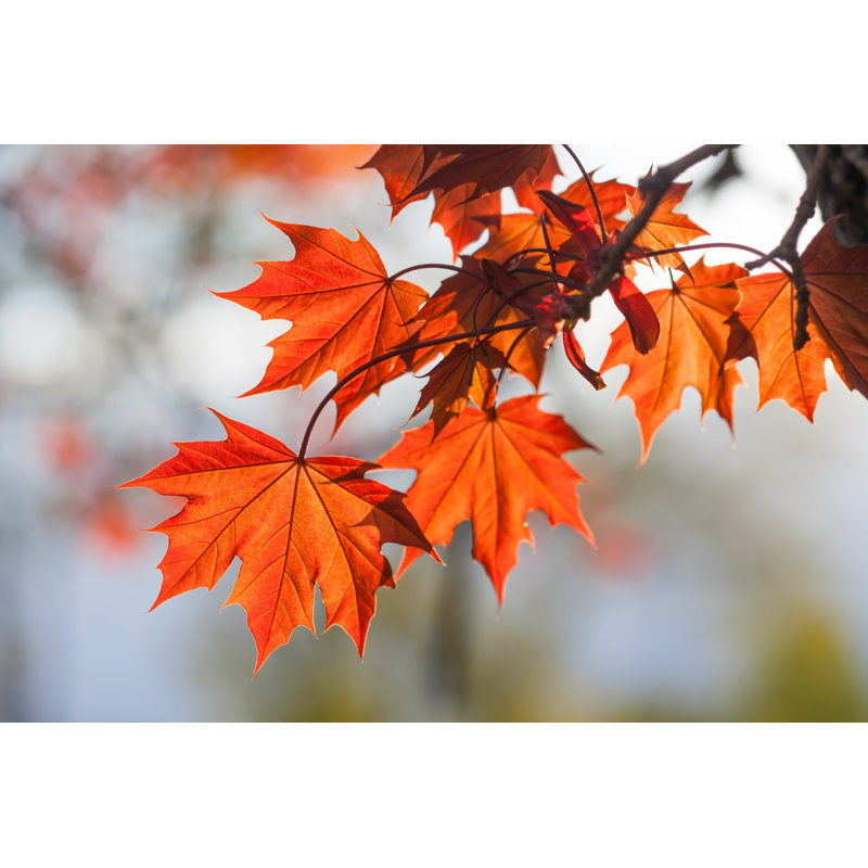 Spring Time Colorful Scene. Maple Tree Branch With Red Leaves by Besjunior - Wrapped Canvas Print, 24"H x 36"W