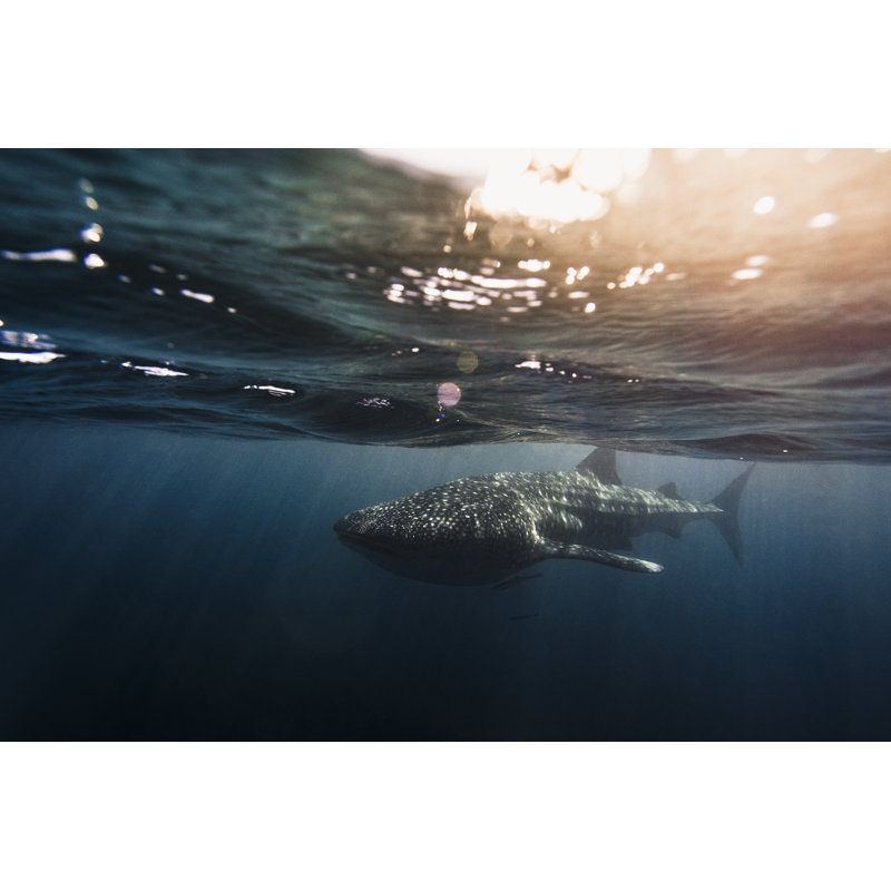 Whale Shark by Philip Thurston, 24" H x 36" W