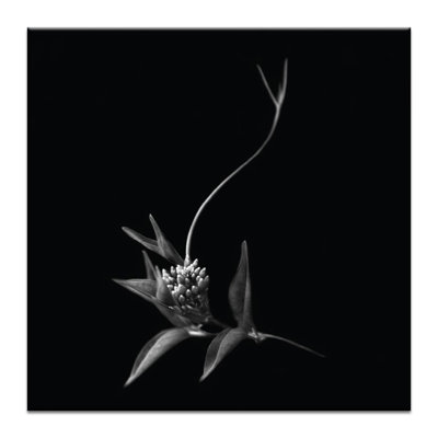Photographers Lane - Wrapped Canvas Print