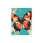 Papillon Pop Art, cadre en bois à l'arrière intégré, l 20 x L 30