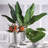 Cupp Strelitzia Arrangement
