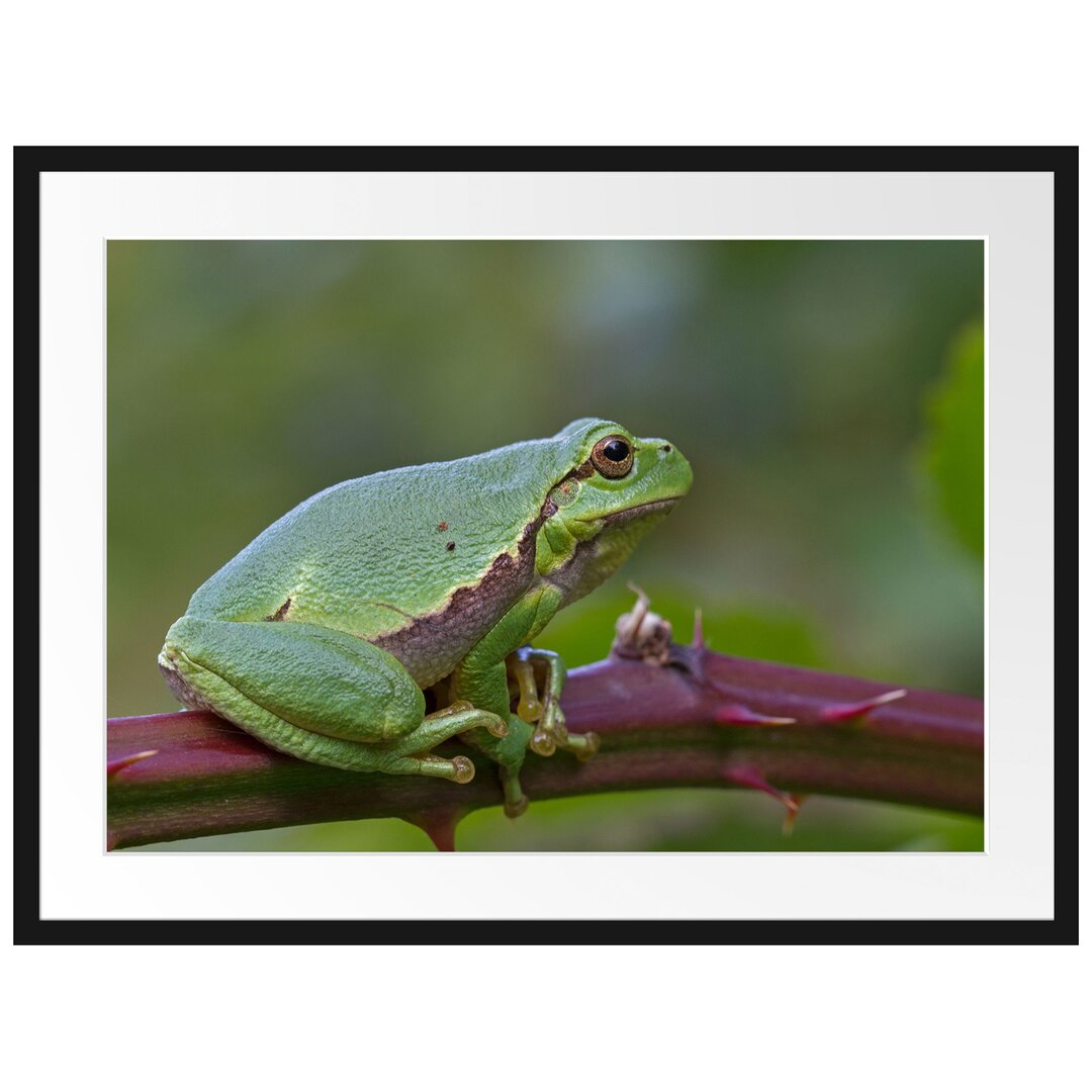 Gerahmtes Poster Kleiner Frosch auf Dornenast