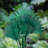 Forsyth Arrangement-1367698867