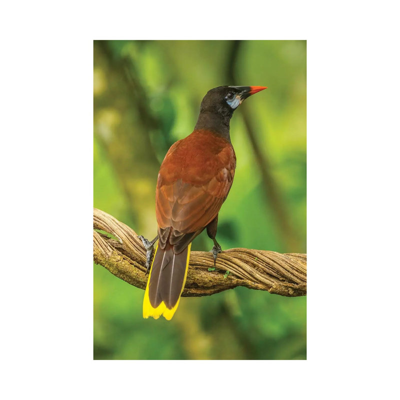 Costa Rica, Sarapiqui River Valley. Montezuma Oropendola Bird On Vine. by Jaynes Gallery - Wrapped Canvas Print