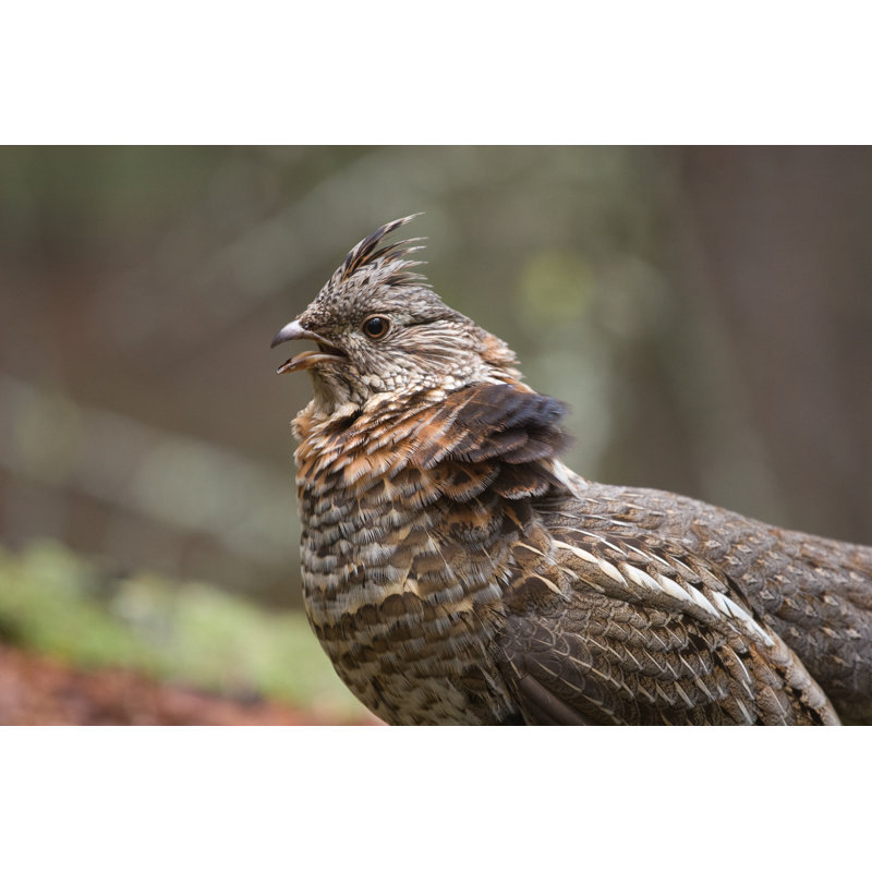 Wild Ruffed Grouse by R_Koopmans, 20" H x 30" W