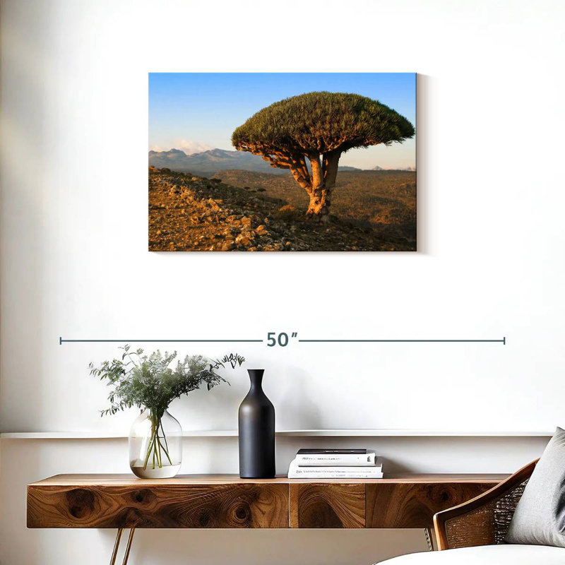 Arbre-dragon Harnek Socotra Archipelago, H 20 po x l 30 po
