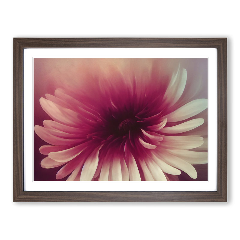 Cute Chrysanthemum Flower Vol.3 - Framed Print, 34cm H x 46cm W x 2cm D, Walnut