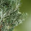 70cm Faux Evergreen Plant in Pot Liner