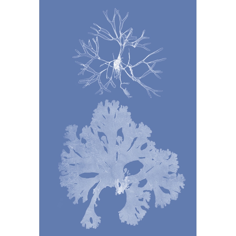 Seaweed Cyanotype III 1 Piece Wrapped Canvas Wall Art, 30cm H x 20cm W