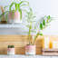 Ceramic Pot Planter-63880906-63880909