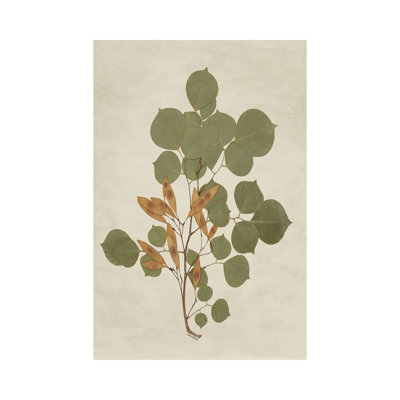 Botanical Leaves III