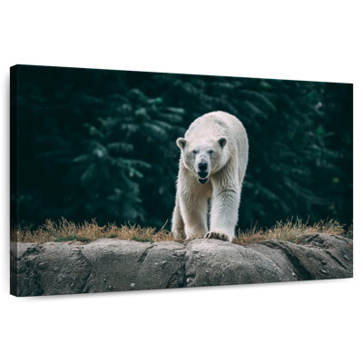Brampt Angry Polar Bear