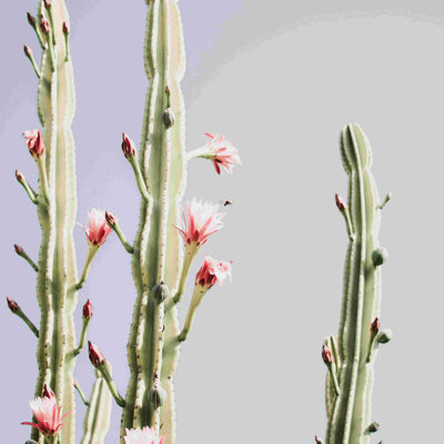 «Cereus Cactus Blush Desert Cactus», impression sur toile tendue