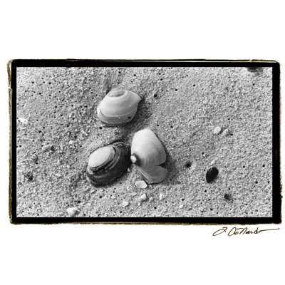 Sand Treasures V by Laura DeNardo - 1 Piece Wrapped Canvas Wall Art