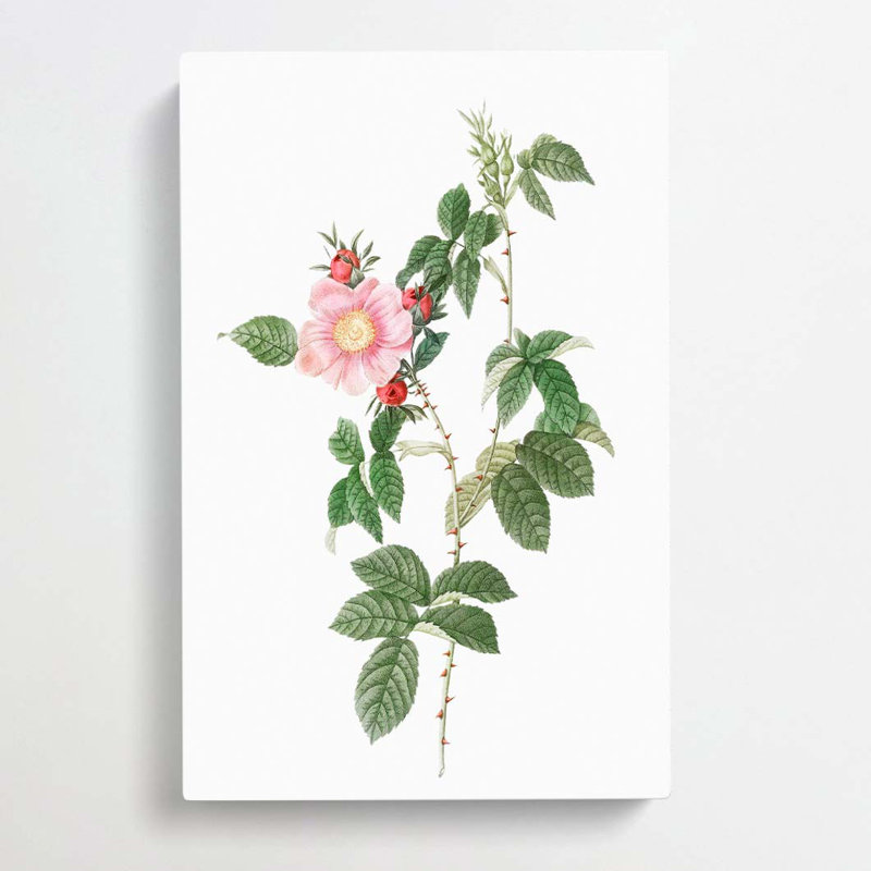 Dog Rose In Pink by Pierre-Joseph Redoute - Wrapped Canvas, 50cm H x 35cm W x 3cm D