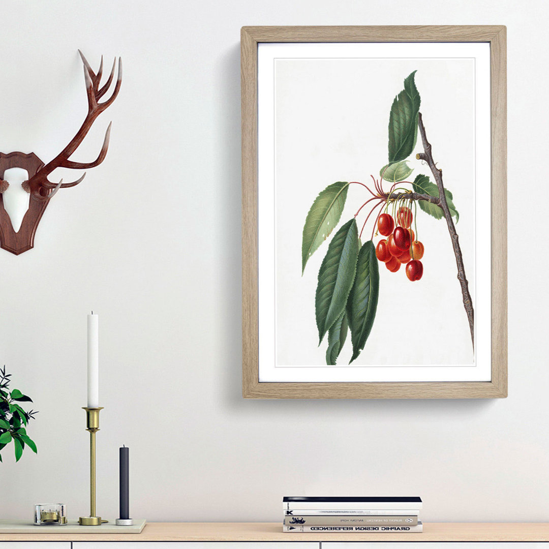 Sweet Cherry Tree by Giorgio Gallesio - Picture Frame Art Print