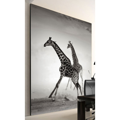 Giraffes 3.09m x 400cm Wallpaper