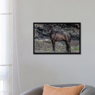 " Icelandic Black Stallion I " by Panoramic Images