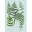 'Spa Ferns I' by Weinmann - Wrapped Canvas Graphic Art Print-1231542173-1291067084