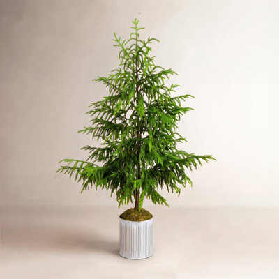 5' Pine Christmas Tree