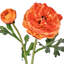 Ranunculus Clooney 19 po Just Cut -1336727399