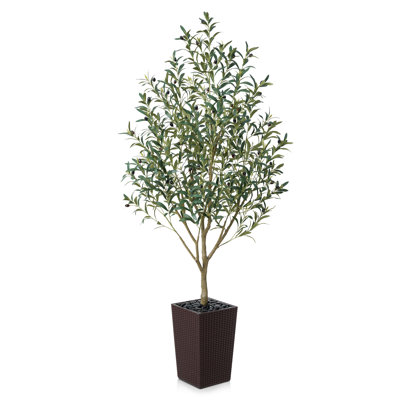 Olive Tree in Decorative Vase