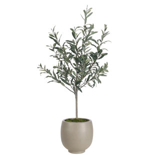 Olive Tree, Concrete Pot, 26wx23dx47h