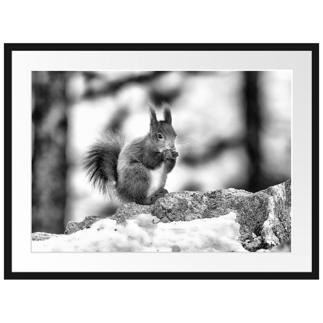 Gerahmtes Poster Eichhörnchen im Schnee