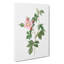 Dog Rose In Pink by Pierre-Joseph Redoute - Wrapped Canvas-55342813