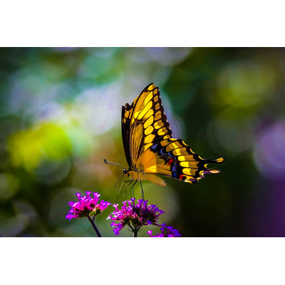 Swallowtail Butterfly - Photographie sur toile tendue