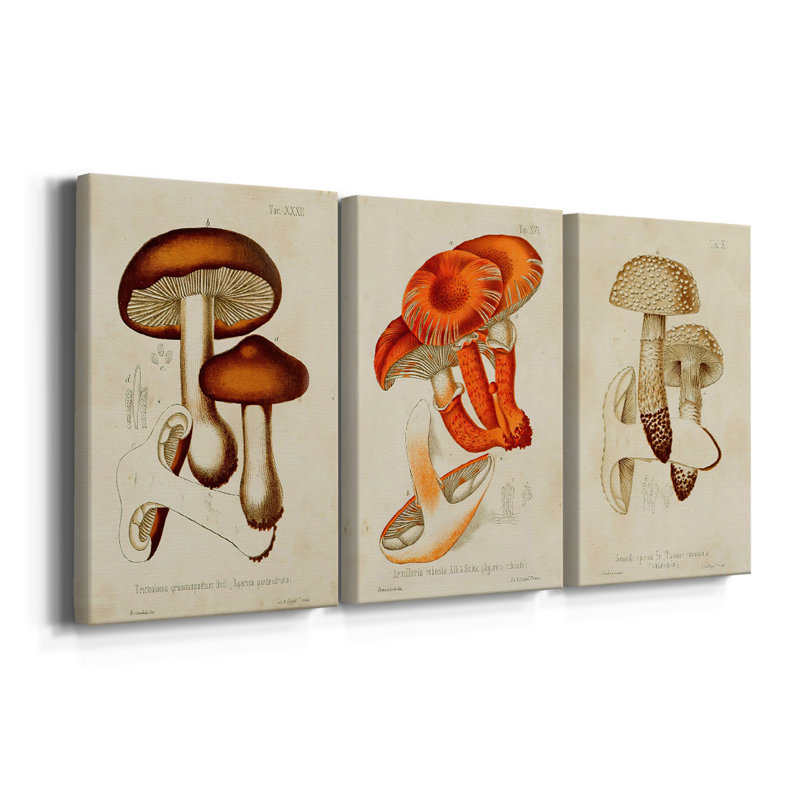 Mushroom Variétés VI - Toile tendue sur mesure avec châssis - 3 pièces, H 18 po x l 36 po