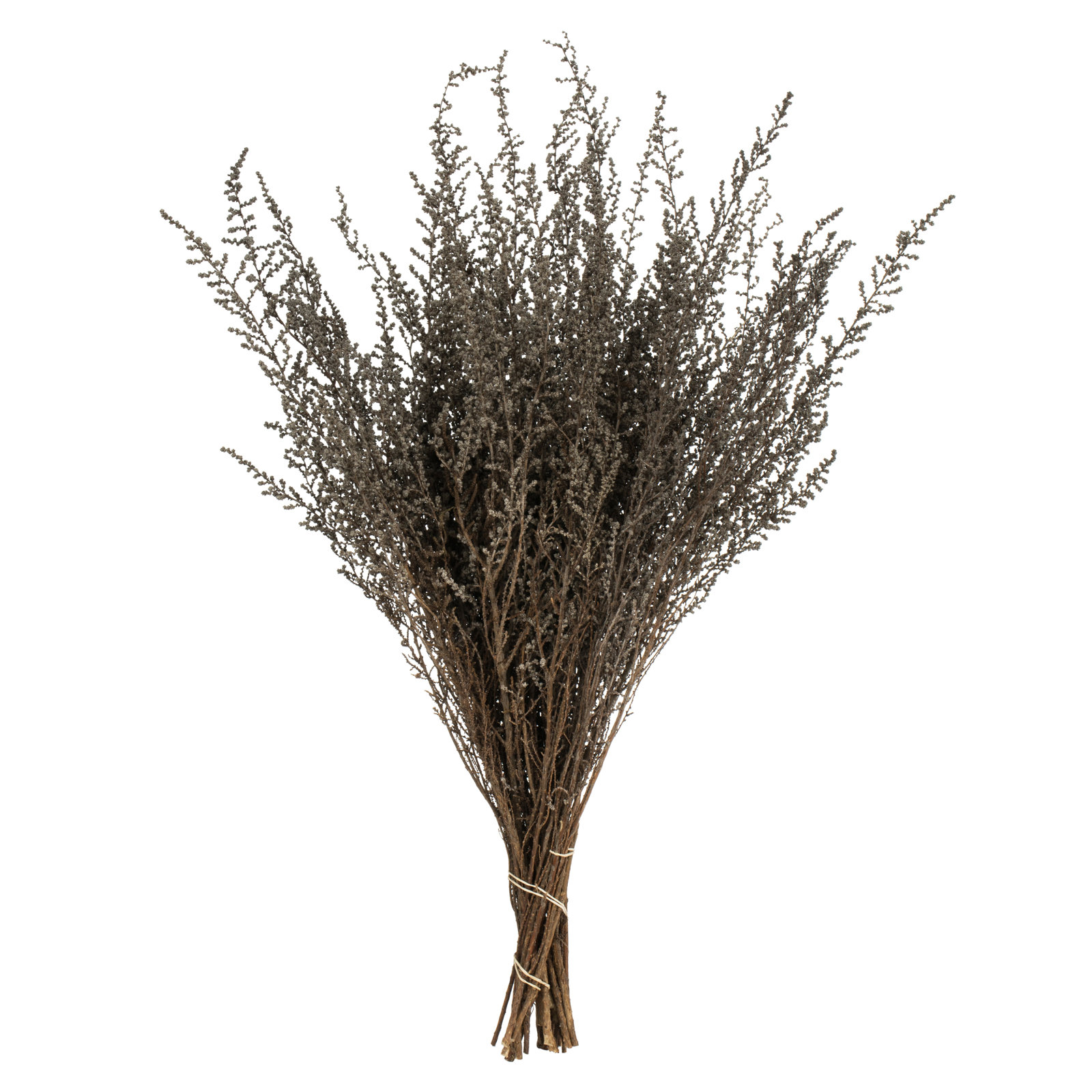 Preserved Stoebe Stems, Silver White